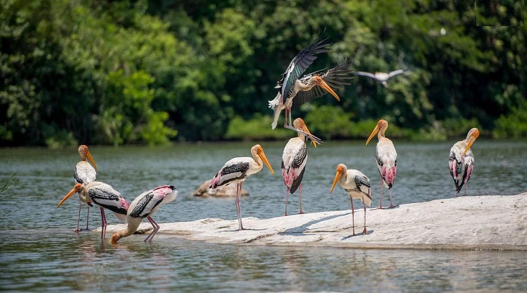 Ranganathittu Bird Sanctuary